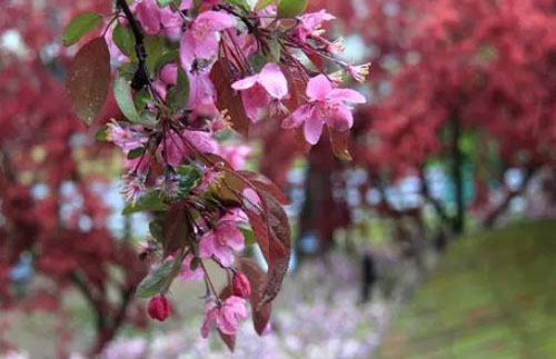 “若得山花插满头，莫问奴归处”是什么意思？