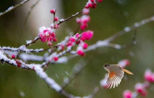 “梅雪争春未肯降，骚人阁笔费评章”是什么意思？