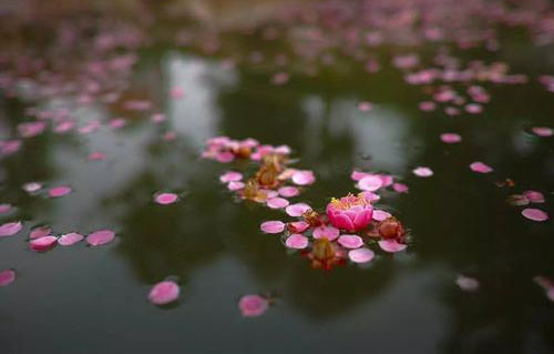 “几多情，无处说，落花飞絮清明节”是什么意思？